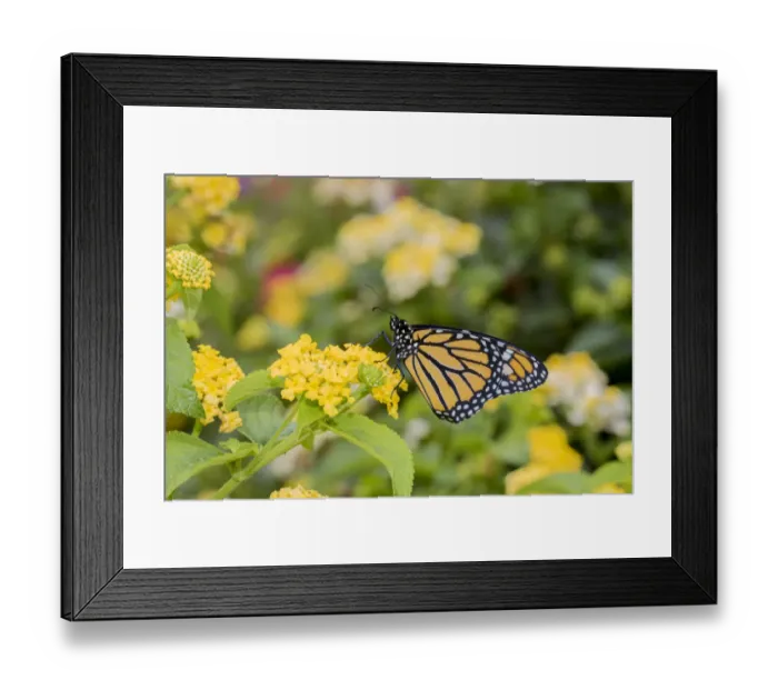 Framed Print : Monarch (Danaus plexippus) on Lantana sp. Marion Co. IL