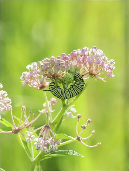 Monarch (Danaus plexippus) caterpillar on Swamp Milkweed (Asclepias incarnata) Marion Co