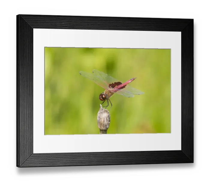 Framed Print : Red Saddlebags (Tramea onusta) male Marion Co. IL Framed Print : Red Saddlebags (Tramea onusta) male Marion Co. IL