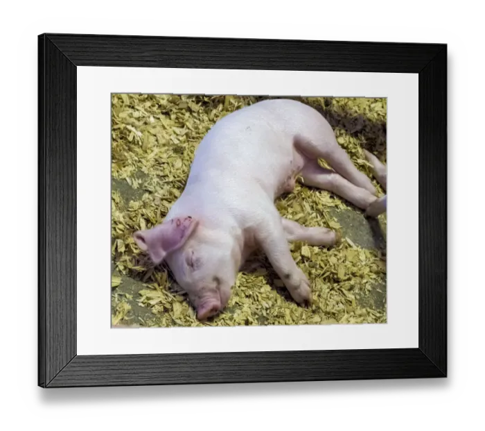Framed Print : USA, Indiana, Indianapolis. Sleeping piglet Framed Print : USA, Indiana, Indianapolis. Sleeping piglet