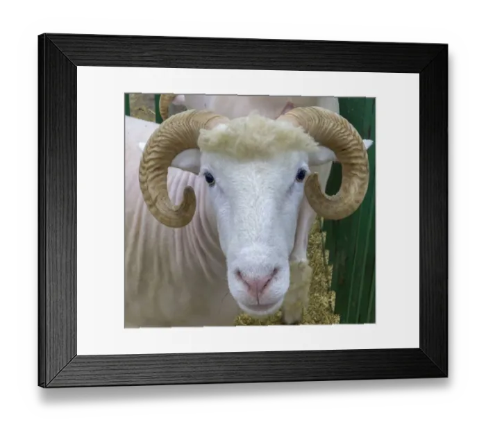 Framed Print : USA, Indiana, Indianapolis. Portrait of a ram Framed Print : USA, Indiana, Indianapolis. Portrait of a ram