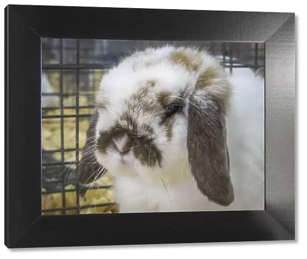 USA, Indiana, Indianapolis. Portrait of caged rabbit