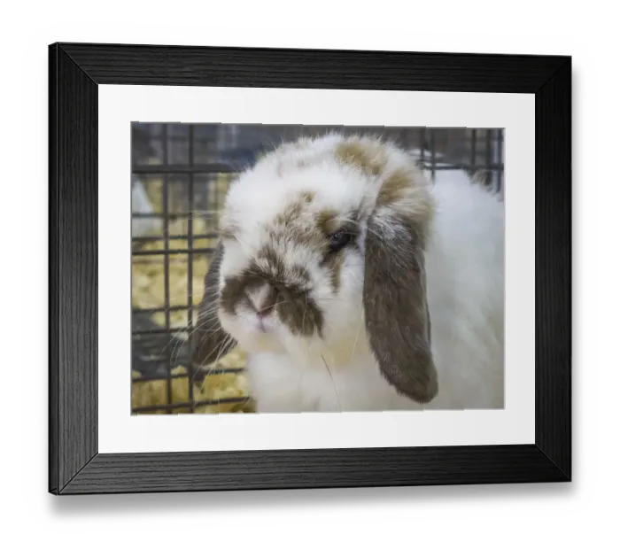 Framed Print : USA, Indiana, Indianapolis. Portrait of caged rabbit Framed Print : USA, Indiana, Indianapolis. Portrait of caged rabbit