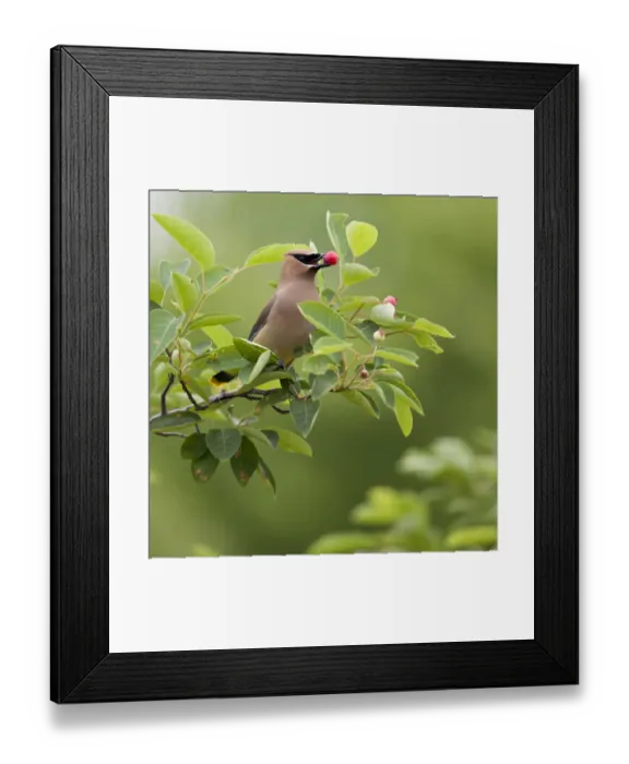 Framed Print : USA, Carmel, Indiana. Cedar waxwing feeds on serviceberry fruit Framed Print : USA, Carmel, Indiana. Cedar waxwing feeds on serviceberry fruit