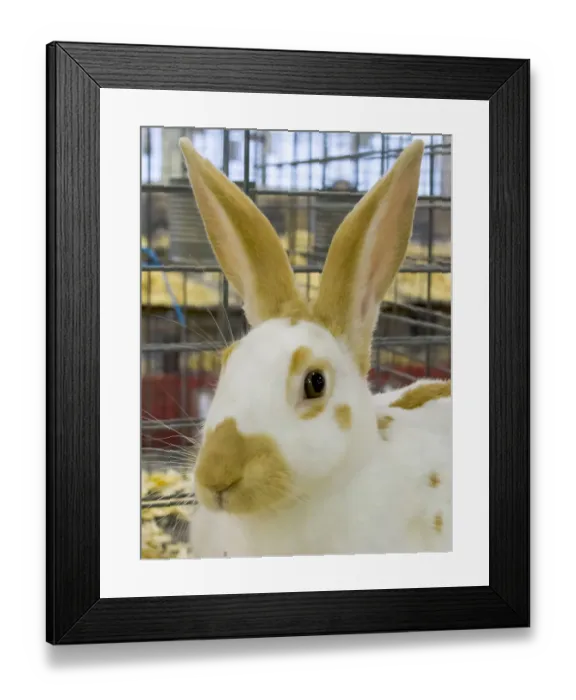 Framed Print : USA, Indiana, Indianapolis. Portrait of caged rabbit