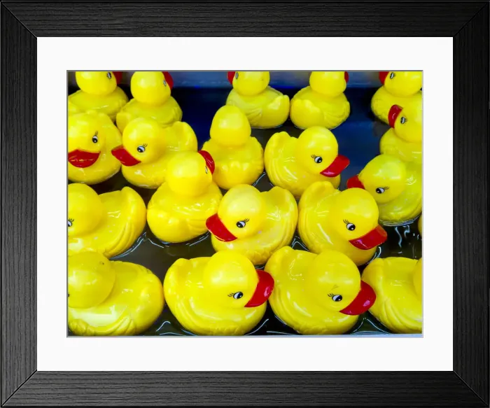 Framed Print : USA, Indiana, Indianapolis. Yellow plastic ducks Framed Print : USA, Indiana, Indianapolis. Yellow plastic ducks