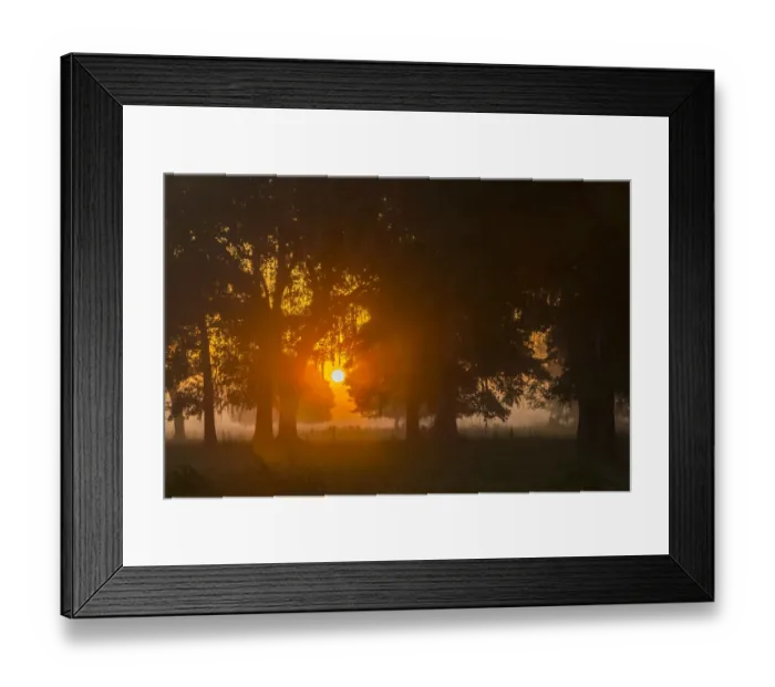 Framed Print : USA, Louisiana, Lake Martin. Foggy sunrise on trees Framed Print : USA, Louisiana, Lake Martin. Foggy sunrise on trees