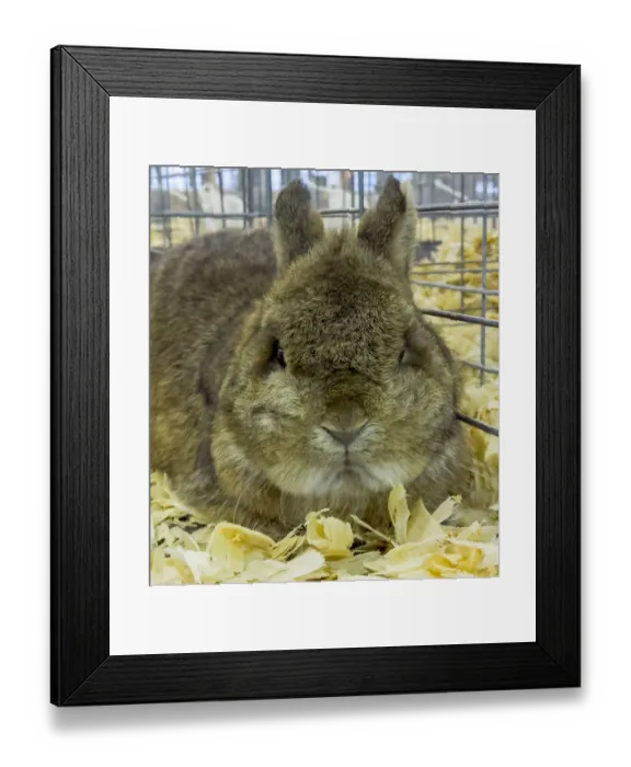 Framed Print : USA, Indiana, Indianapolis. Portrait of caged rabbit