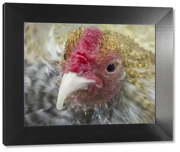 USA, Indiana, Indianapolis. Portrait of a prize-winning chicken
