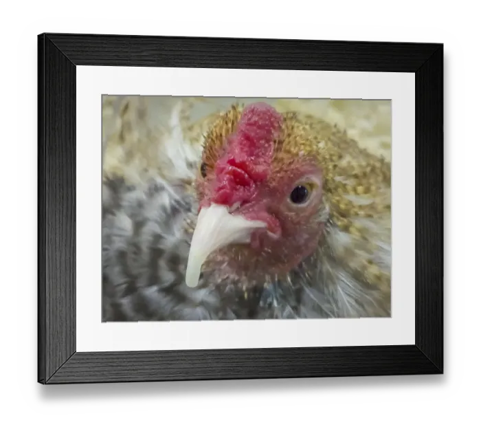 Framed Print : USA, Indiana, Indianapolis. Portrait of a prize-winning chicken