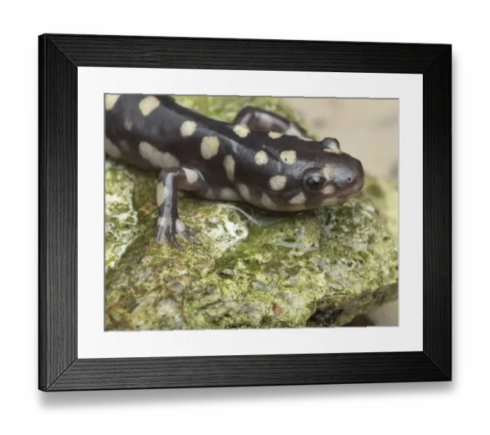 Framed Print : Wild eastern tiger salamander, Ambystoma tigrinum tigrinum, Central Florida Framed Print : Wild eastern tiger salamander, Ambystoma tigrinum tigrinum, Central Florida