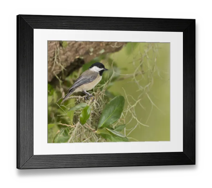 Framed Print : Carolina chickadee, Poecile carolinensis, in live oak tree, Florida Framed Print : Carolina chickadee, Poecile carolinensis, in live oak tree, Florida