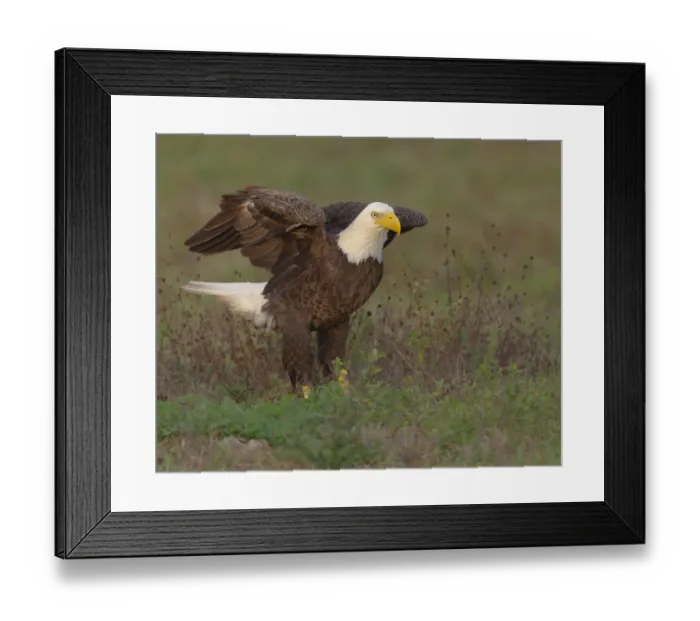 Framed Print : Bald eagle landing on ground to look for materials for his nest, Haliaeetus leucocephalus, Ft Framed Print : Bald eagle landing on ground to look for materials for his nest, Haliaeetus leucocephalus, Ft