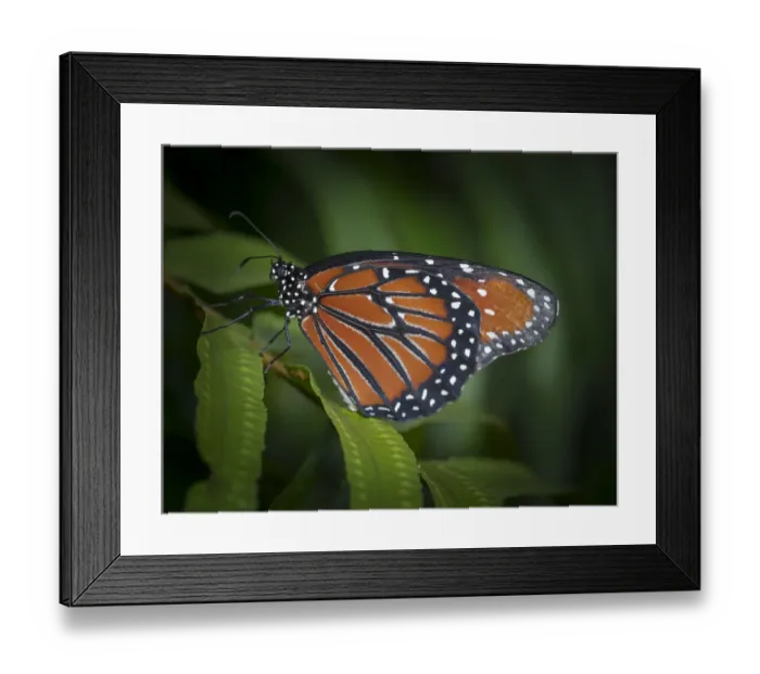 Framed Print : Queen butterfly, Danaus gilippus, Florida Framed Print : Queen butterfly, Danaus gilippus, Florida