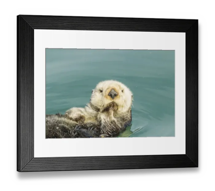 Framed Print : USA, California, San Luis Obispo. Sea otter waving Framed Print : USA, California, San Luis Obispo. Sea otter waving