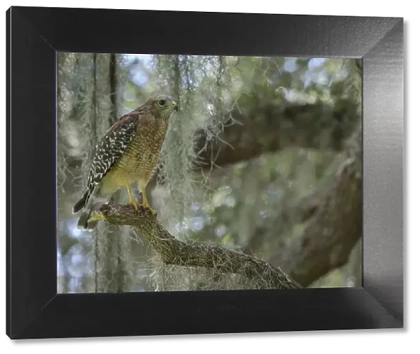 Red-shouldered hawk, Buteo lineatus, perched in Live Oak Tree, Florida