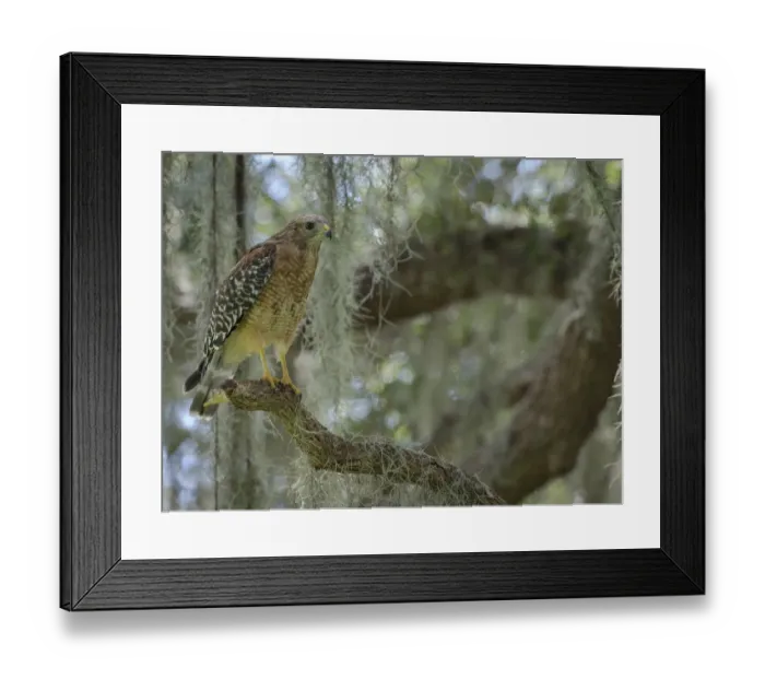 Framed Print : Red-shouldered hawk, Buteo lineatus, perched in Live Oak Tree, Florida