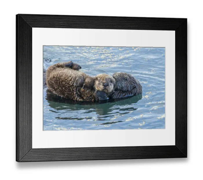 Framed Print : USA, California, San Luis Obispo. Sea otter waving Framed Print : USA, California, San Luis Obispo. Sea otter waving