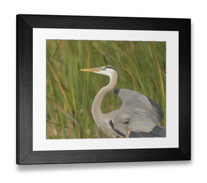 Framed Print : Great blue heron in breeding plumage, Blue Heron Wetlands, Florida, USA Framed Print : Great blue heron in breeding plumage, Blue Heron Wetlands, Florida, USA