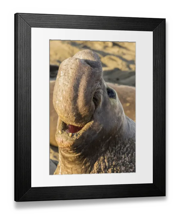 Framed Print : USA, California, Piedras Blancas. Northern elephant seal bull displaying. Credit as Framed Print : USA, California, Piedras Blancas. Northern elephant seal bull displaying. Credit as