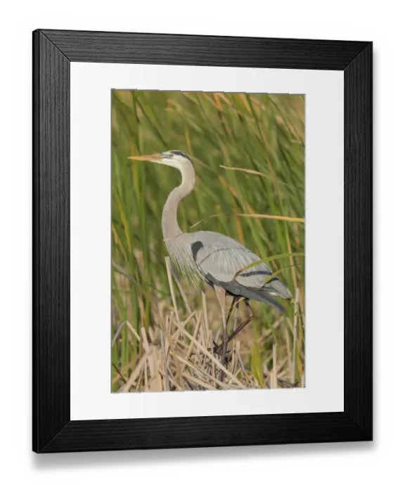 Framed Print : Great blue heron in breeding plumage, Blue Heron Wetlands, Florida, USA Framed Print : Great blue heron in breeding plumage, Blue Heron Wetlands, Florida, USA