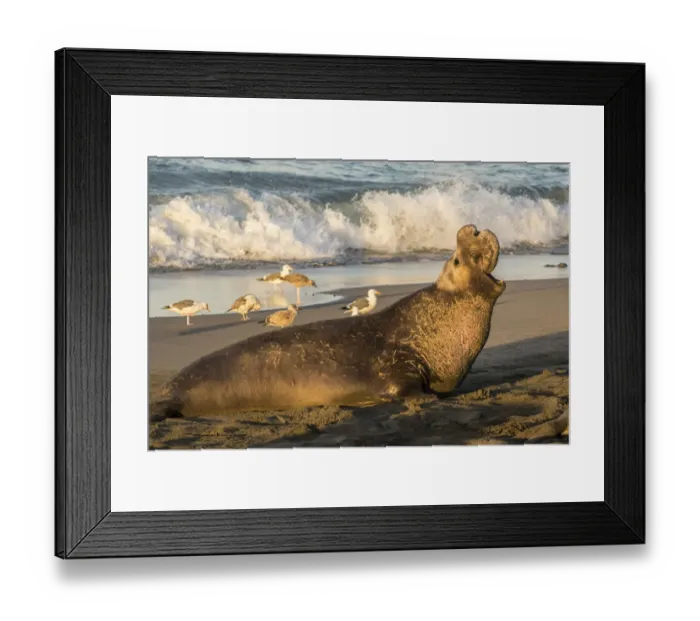Framed Print : USA, California, Piedras Blancas. Northern elephant seal bull displaying. Credit as Framed Print : USA, California, Piedras Blancas. Northern elephant seal bull displaying. Credit as