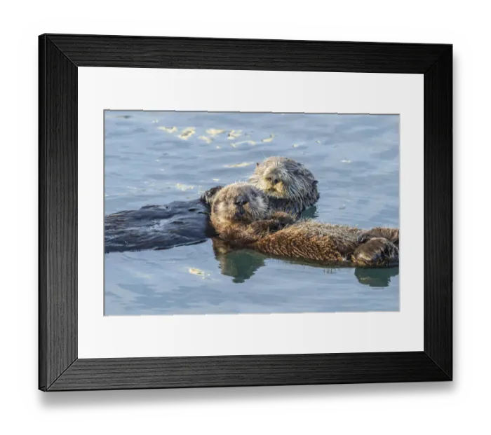 Framed Print : USA, California, San Luis Obispo. Sea otter waving