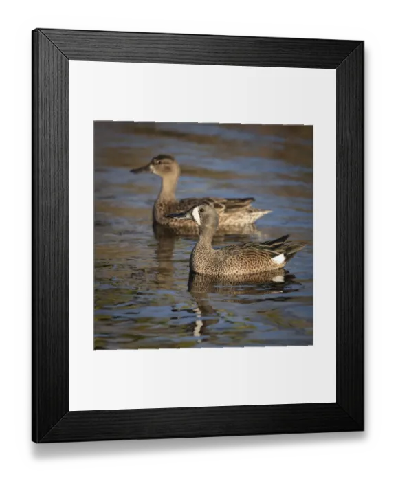 Framed Print : Blue-winged teal, Anas discors, Merritt Island National Wildlife Refuge, Black Point Drive Framed Print : Blue-winged teal, Anas discors, Merritt Island National Wildlife Refuge, Black Point Drive