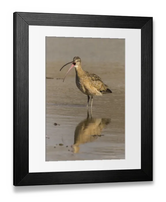 Framed Print : USA, California, San Luis Obispo. Long-billed curlew calling Framed Print : USA, California, San Luis Obispo. Long-billed curlew calling