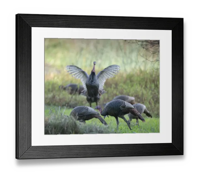 Framed Print : Hens and gobblers, Osceola wild turkey, Myakka River State Park, Florida