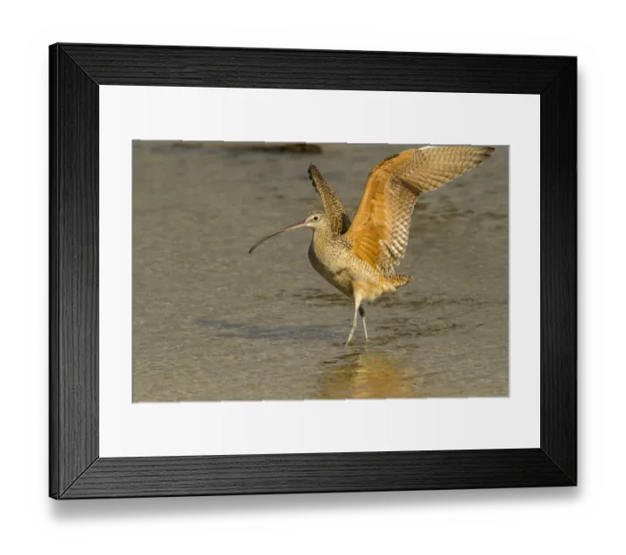 Framed Print : USA, California, San Luis Obispo. Long-billed curlew in water Framed Print : USA, California, San Luis Obispo. Long-billed curlew in water