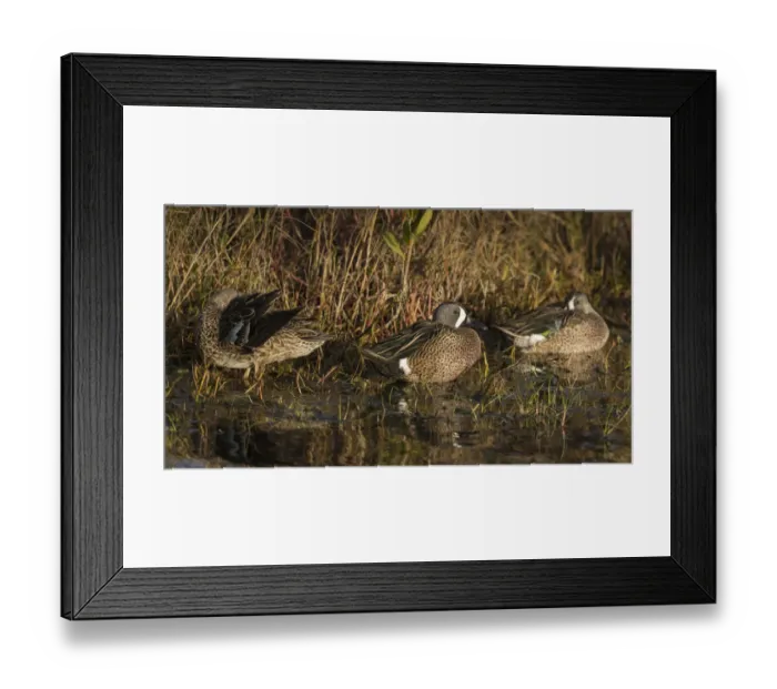 Framed Print : Blue-winged teal, Anas discors, Merritt Island National Wildlife Refuge, Black Point Drive