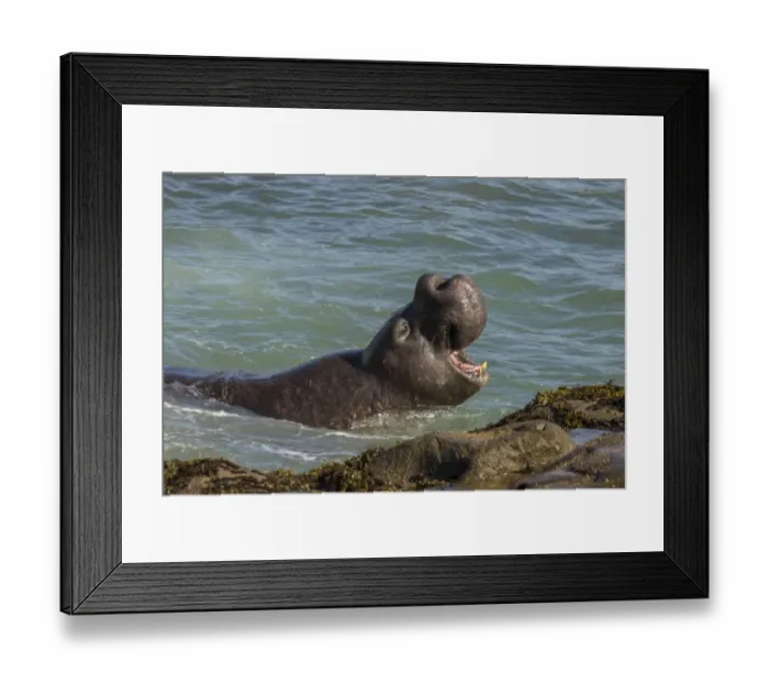 Framed Print : USA, California, Piedras Blancas. Northern elephant seal bull displaying. Credit as Framed Print : USA, California, Piedras Blancas. Northern elephant seal bull displaying. Credit as