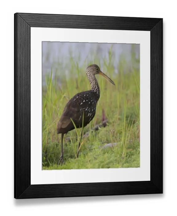 Framed Print : Limpkin, Aramus guarauna, Myakka River State Park, Florida Framed Print : Limpkin, Aramus guarauna, Myakka River State Park, Florida