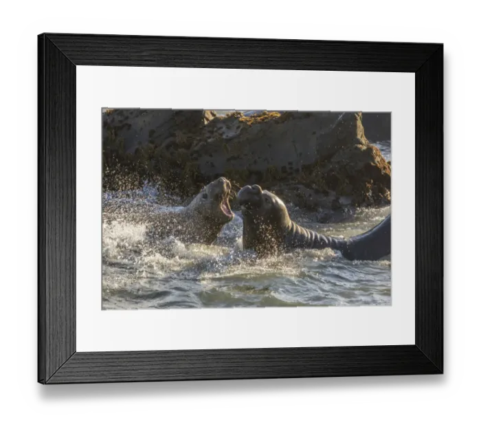 Framed Print : USA, California, Piedras Blancas. Young elephant seal bulls fighting Framed Print : USA, California, Piedras Blancas. Young elephant seal bulls fighting