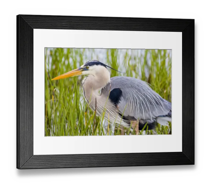 Framed Print : Great Blue Heron (Ardea herodias) Viera Wetlands, Brevard County, Florida Framed Print : Great Blue Heron (Ardea herodias) Viera Wetlands, Brevard County, Florida