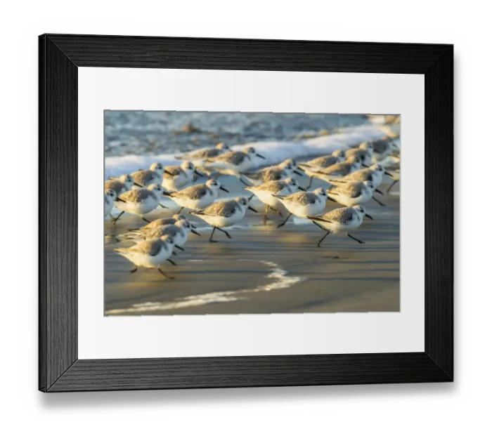 Framed Print : USA, California, San Luis Obispo. Sanderlings running in the surf