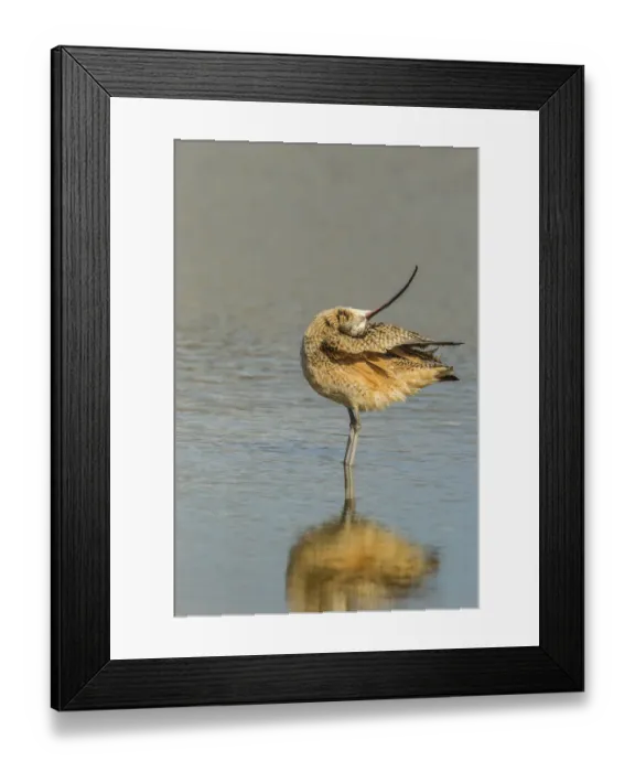 Framed Print : USA, California, San Luis Obispo. Long-billed curlew in water Framed Print : USA, California, San Luis Obispo. Long-billed curlew in water