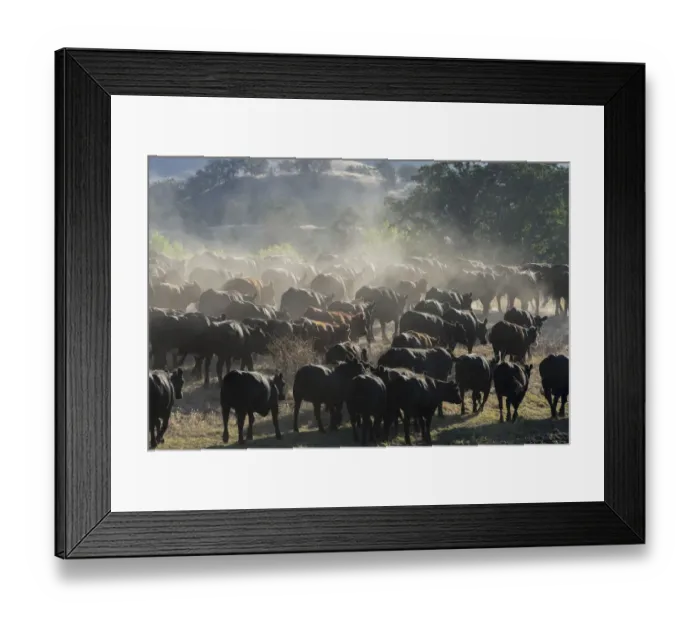 Framed Print : USA, California, Parkfield, V6 Ranch a herd of black and brown cows kicking up dust Framed Print : USA, California, Parkfield, V6 Ranch a herd of black and brown cows kicking up dust