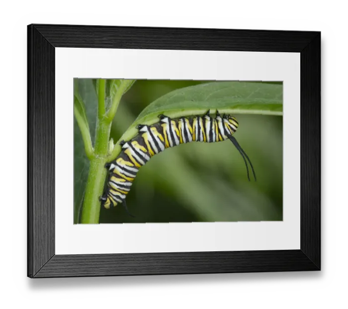 Framed Print : Monarch larvae or caterpillar, Danaus plexippus, Florida