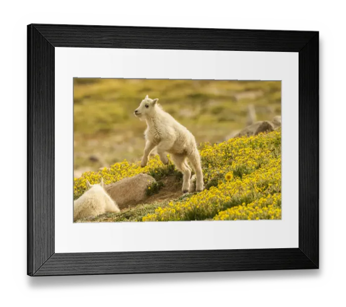 Framed Print : USA, Colorado, Mt. Evans. Mountain goat kid playing Framed Print : USA, Colorado, Mt. Evans. Mountain goat kid playing