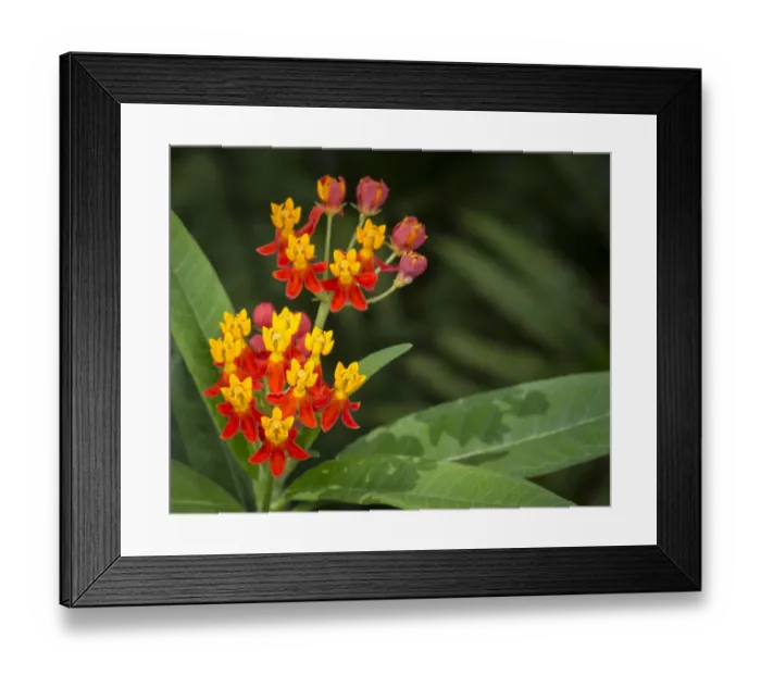 Framed Print : Scarlet milkweed, Asclepias curassavica, butterfly larvae plant, Florida Framed Print : Scarlet milkweed, Asclepias curassavica, butterfly larvae plant, Florida
