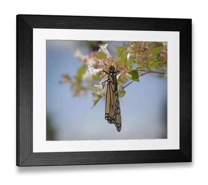 Framed Print : Monarch butterfly, Danaus plexippus, Florida Framed Print : Monarch butterfly, Danaus plexippus, Florida