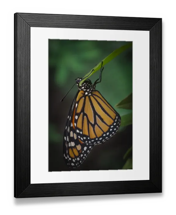Framed Print : Monarch butterfly recently hatched and is unraveling its wings while resting, Danaus plexippus Framed Print : Monarch butterfly recently hatched and is unraveling its wings while resting, Danaus plexippus