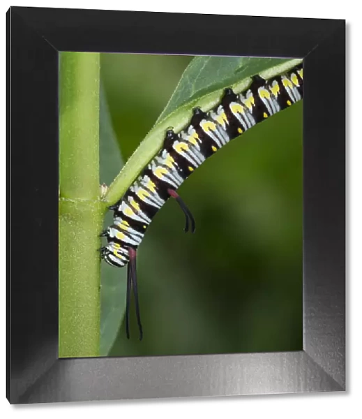 Queen larvae or caterpillar, Danaus gilippus, Florida