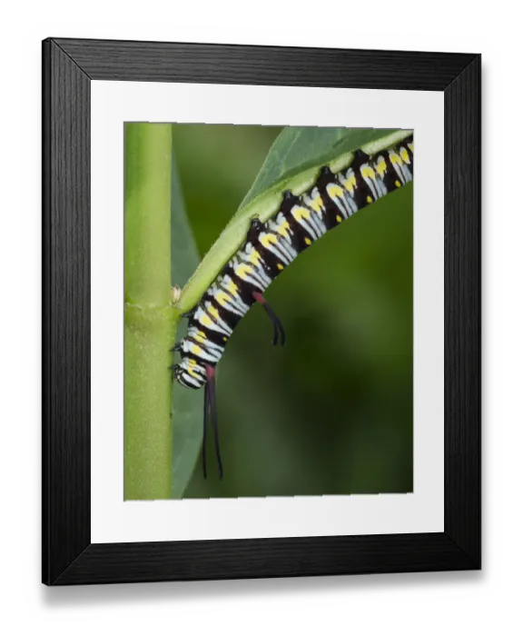 Framed Print : Queen larvae or caterpillar, Danaus gilippus, Florida Framed Print : Queen larvae or caterpillar, Danaus gilippus, Florida