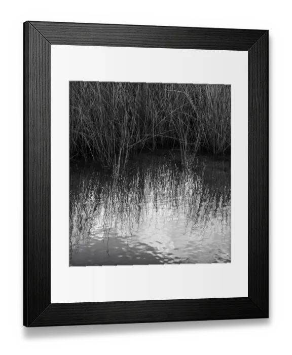 Framed Print : Reflections, Merritt Island National Wildlife Refuge, Titusville, Florida, USA Framed Print : Reflections, Merritt Island National Wildlife Refuge, Titusville, Florida, USA