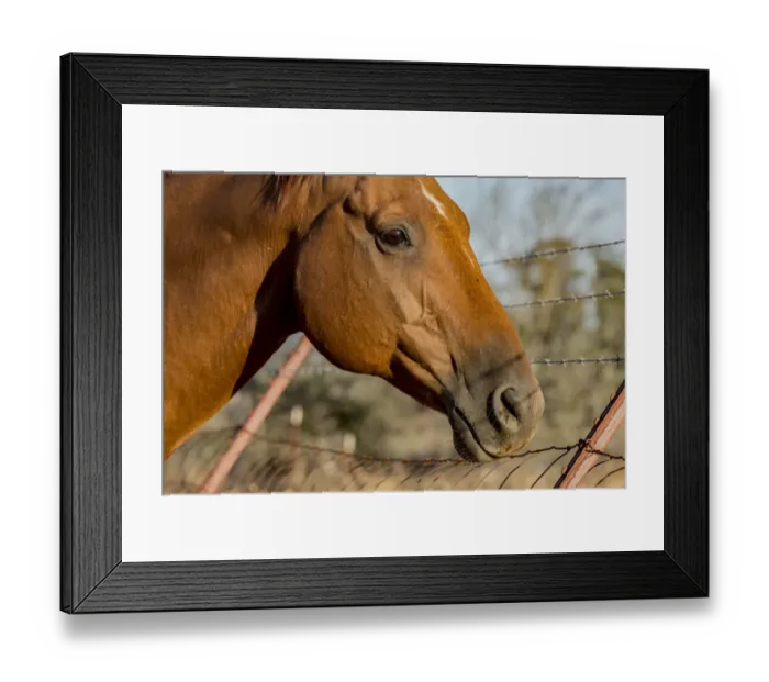 Framed Print : USA, California, Parkfield, V6 Ranch horse head of a brown horse Framed Print : USA, California, Parkfield, V6 Ranch horse head of a brown horse