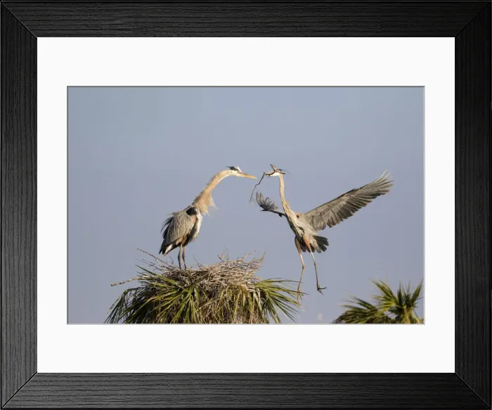 Framed Print : Great Blue Heron (Ardea herodias) male bringing stick to female at nest site. Viera Wetlands Framed Print : Great Blue Heron (Ardea herodias) male bringing stick to female at nest site. Viera Wetlands