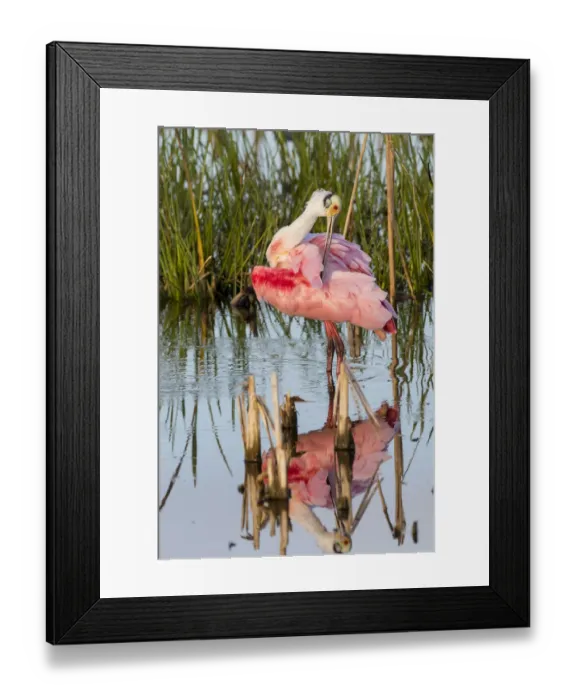Framed Print : Roseate Spoonbill (Platalea ajaja) preening Viera Wetlands, Brevard County, Florida